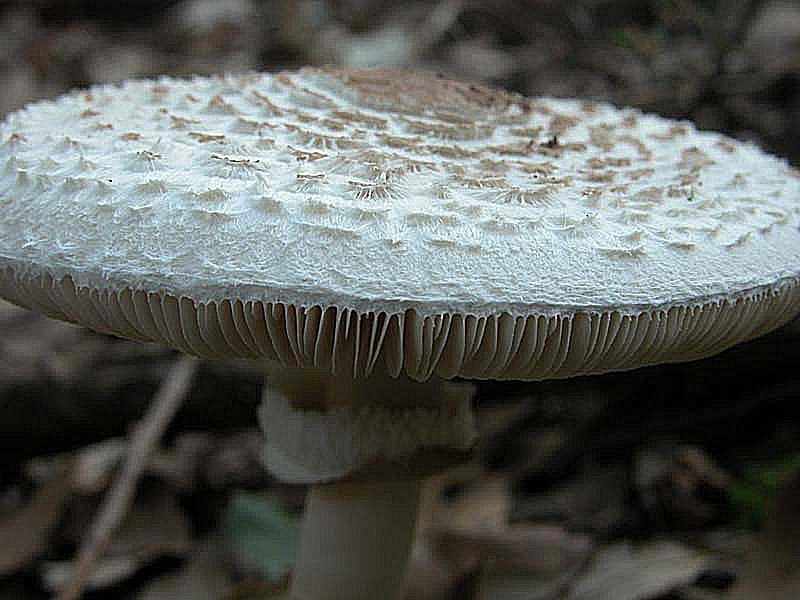 Questa volta una Macrolepiota